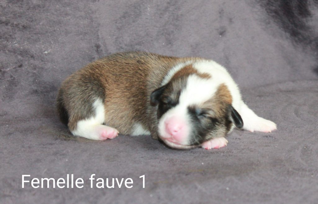 Of Impérial Wisdom - Chiots disponibles - Welsh Corgi Pembroke