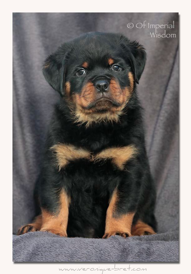 Of Impérial Wisdom - Chiots disponibles - Rottweiler