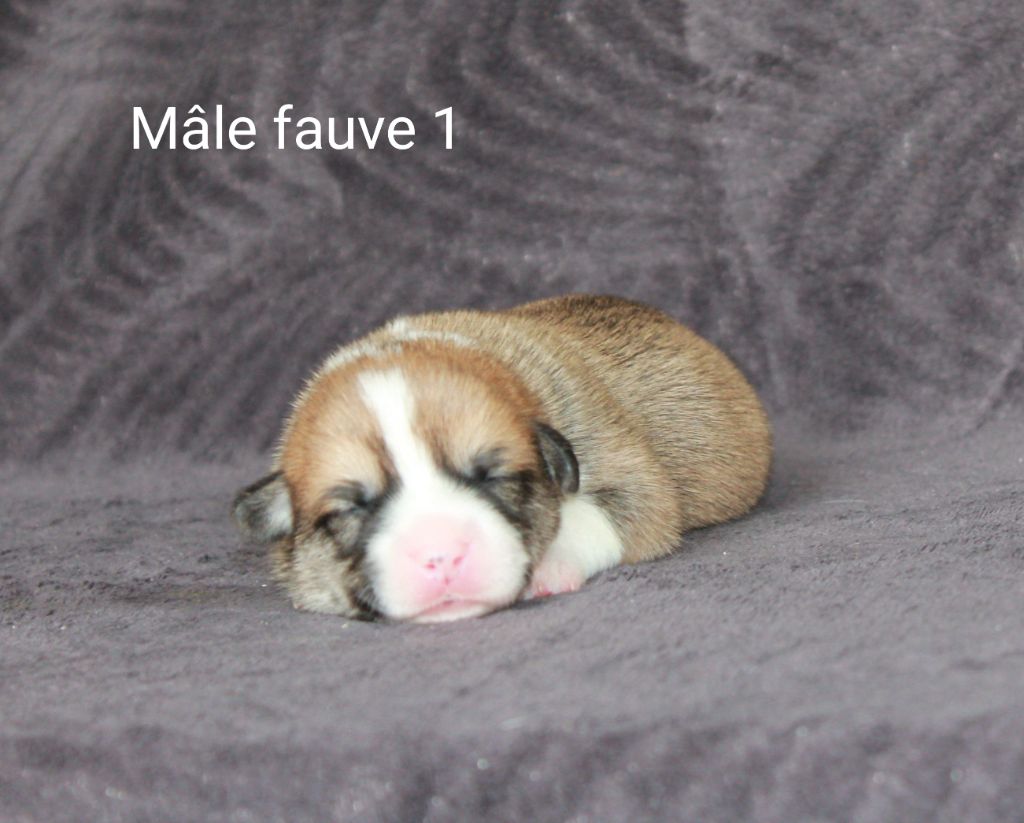 Of Impérial Wisdom - Chiots disponibles - Welsh Corgi Pembroke