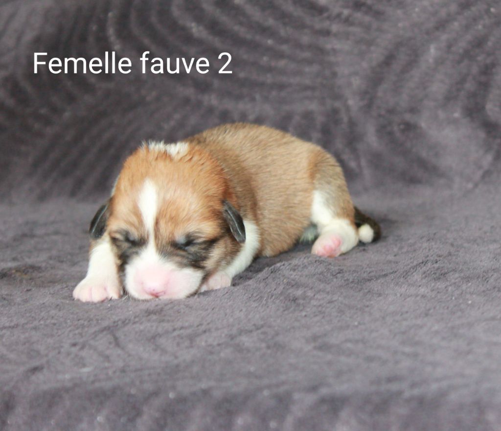 Of Impérial Wisdom - Chiots disponibles - Welsh Corgi Pembroke