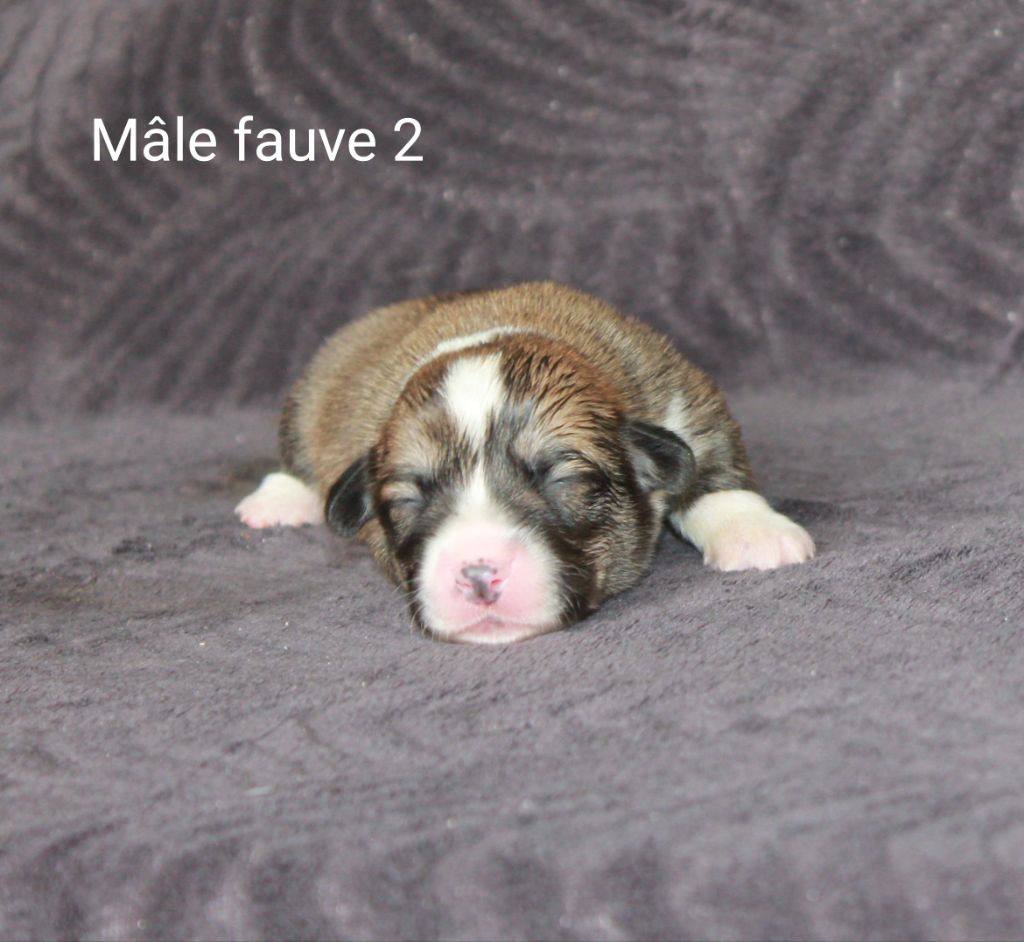 Of Impérial Wisdom - Chiots disponibles - Welsh Corgi Pembroke
